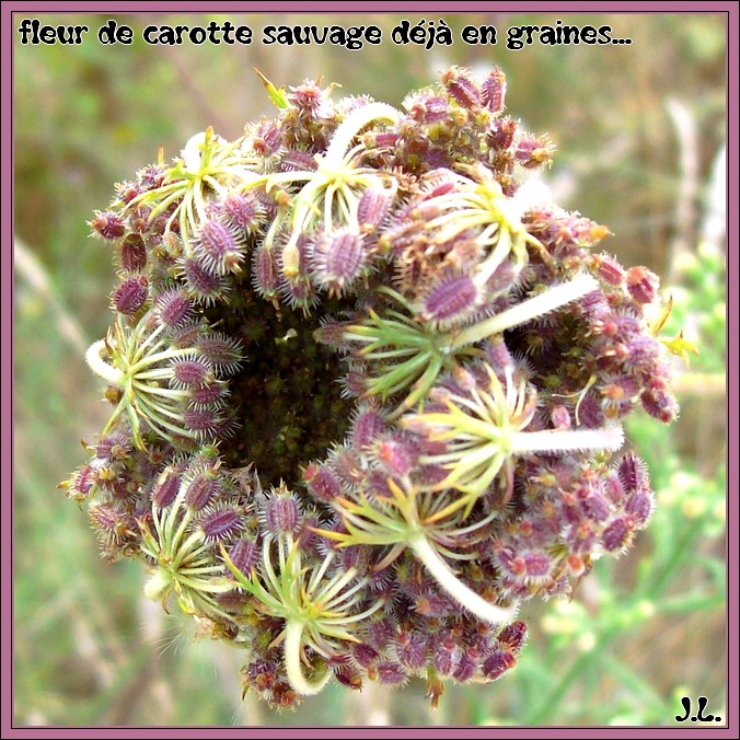 fleur_carotte_sauvage__en_graines.jpg