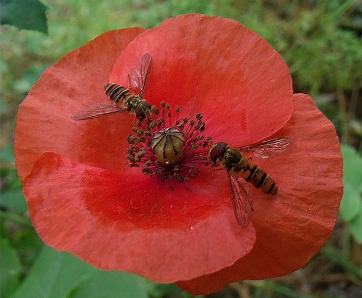 guepes_coquelicot.jpg