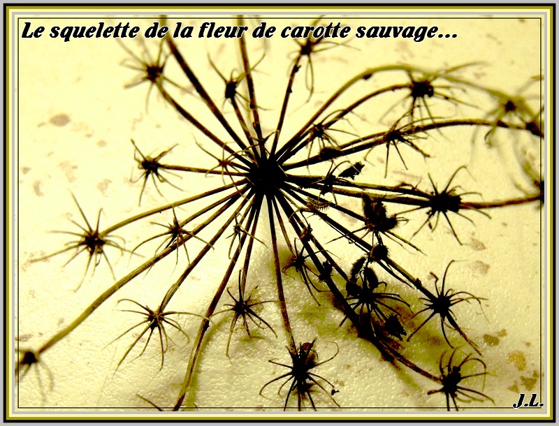 le_squelette_de_la_fleur_carotte_sauvage.jpg